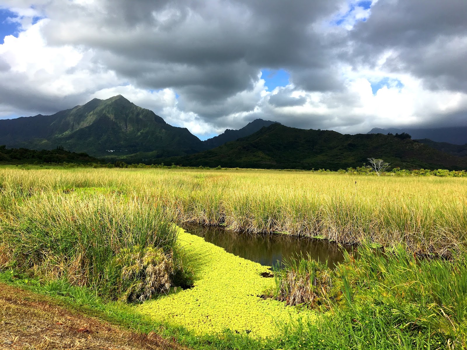 Aloha from Hawaii: A walk through Kawainui Marsh Trail: Wetland of