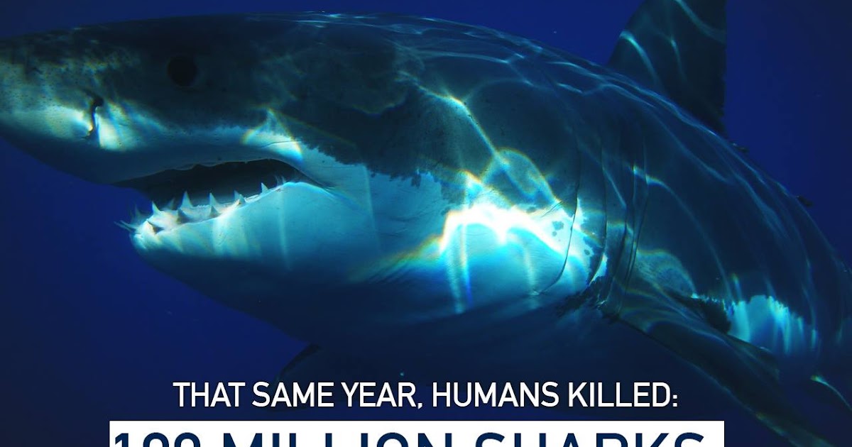 Season's Greetings How Many Sharks Are Killed Per Hour?