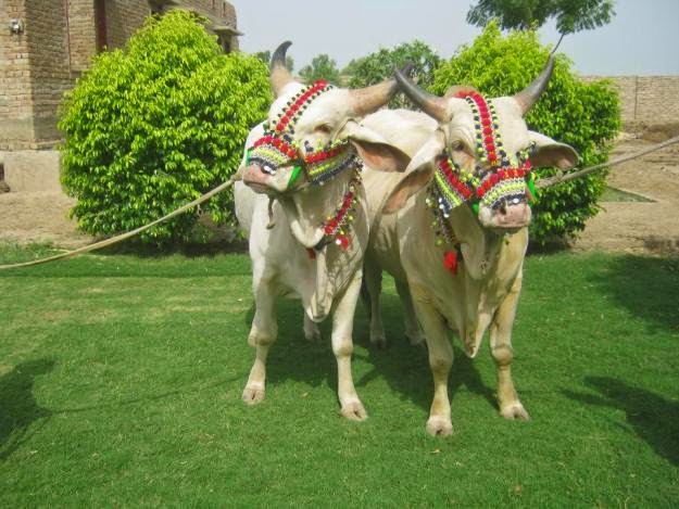 Bakra Eid 2013,Camel Qurbani,Eid Al Adha Mubarak,Cow 