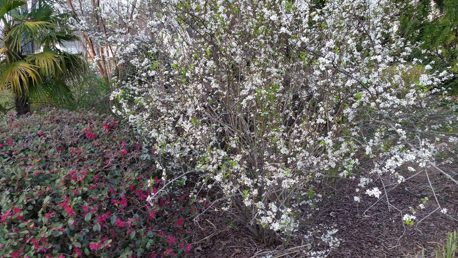 Flowering Almond Shrubs Are Prunus Triloba And Prunus Glandulosa