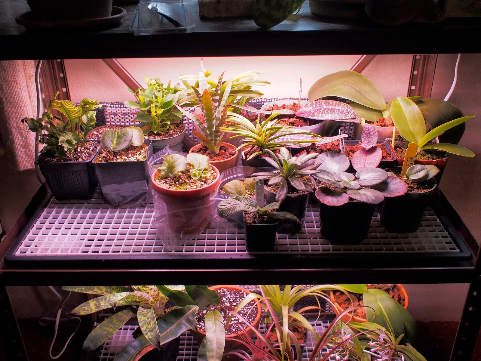 Indoor Gardening DIY Humidity/Drip Trays