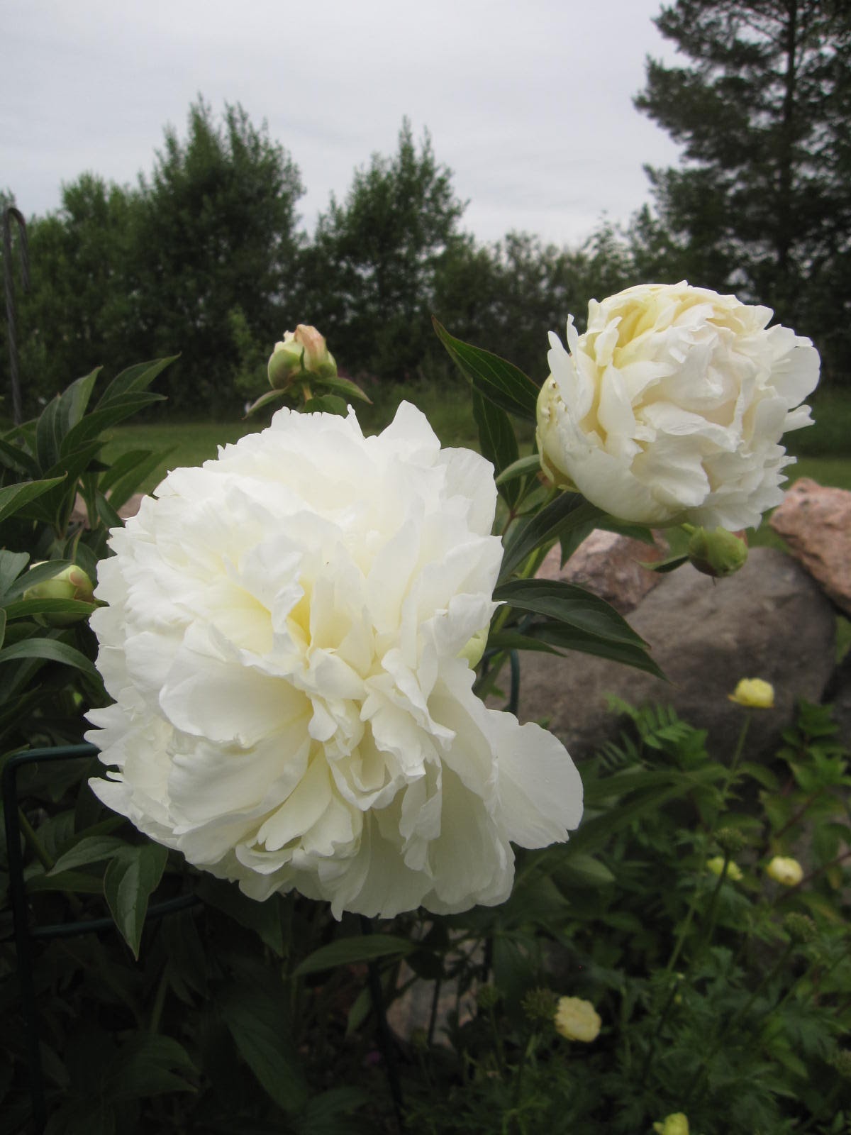 Пион Duchesse de Nemours