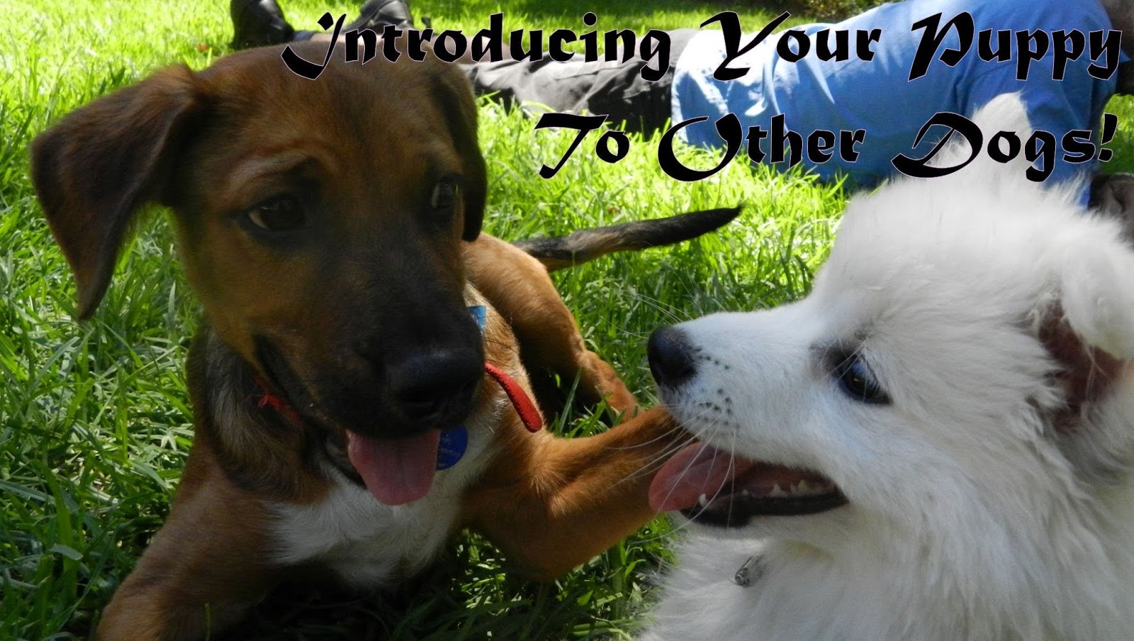 Pets N More Top 8 Pet New Year's Resolutions for 2017