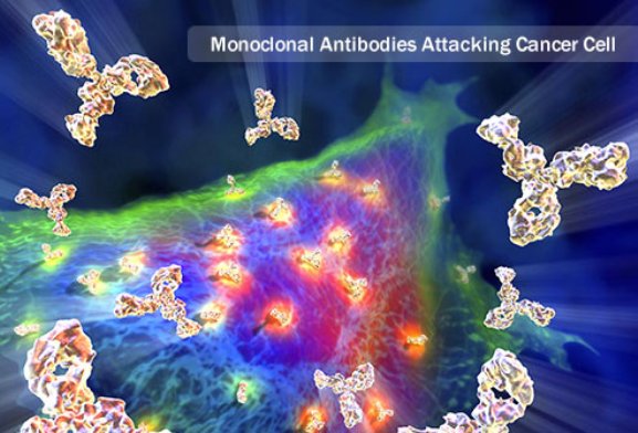 Monoclonal Antibodies Attacking a Cancer Cell