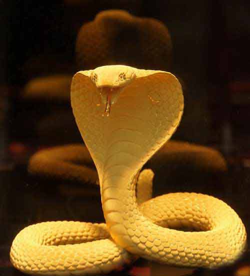 Snakes as Protectors of Wealth in Hinduism