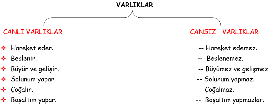 3. Sınıf Fen Bilimleri Canlılar Dünyasına