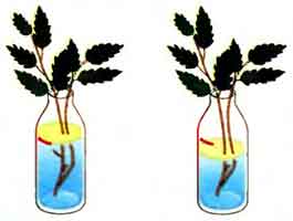 эксперимент испарение воды листьями. опыт испарение воды листьями. корни растений дышат. корни растений дышат. опыты испарение воды листьями растений.