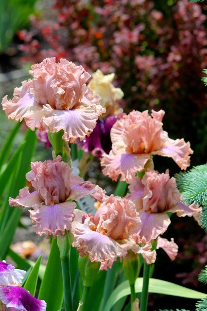 World of Irises: Aruba's Eye-Popping Clump Shots