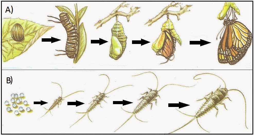 CIÊNCIA NA PELE: Exercícios sobre artrópodes e características