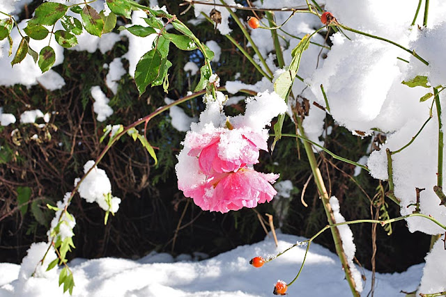 Krxln Karkopf Knopflerband 27 Sl 4