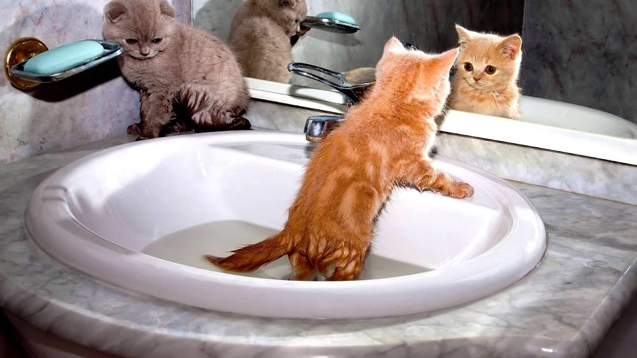 Help With Cat Allergies - Cat Choices