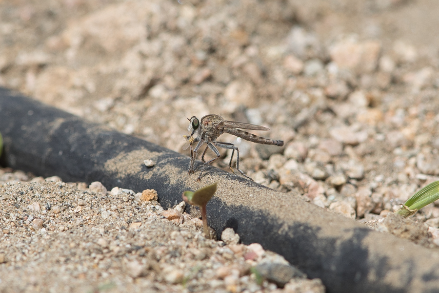 Birds of Saudi Arabia: Robber Fly – Wadi Thee Ghazal