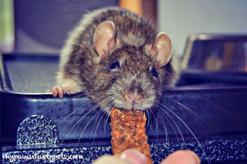 Do Pet Rats Like Balls at Ricky Mowry blog
