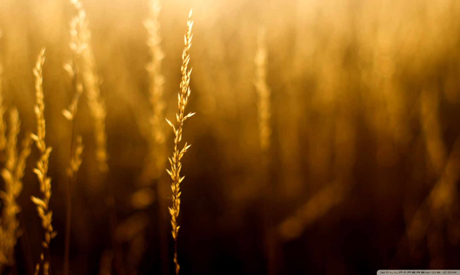 End of Summer ❤ 4K HD Desktop Wallpaper for 4K Ultra HD TV • Wide