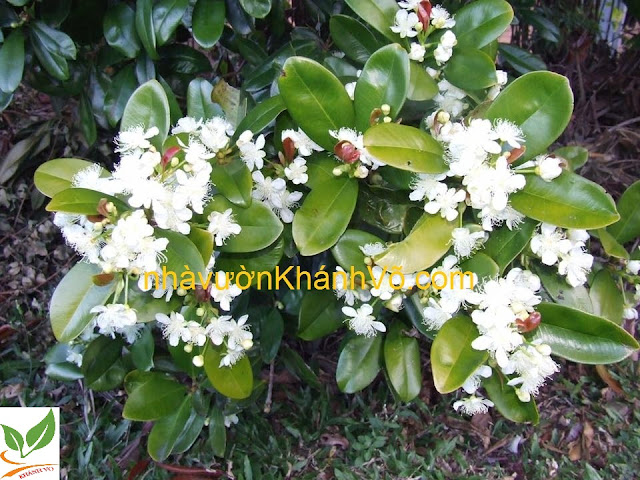 Cung cấp giống và hướng dẫn cách trồng cây cherry Brazil. Cherry%2B-dang-hoa-ro