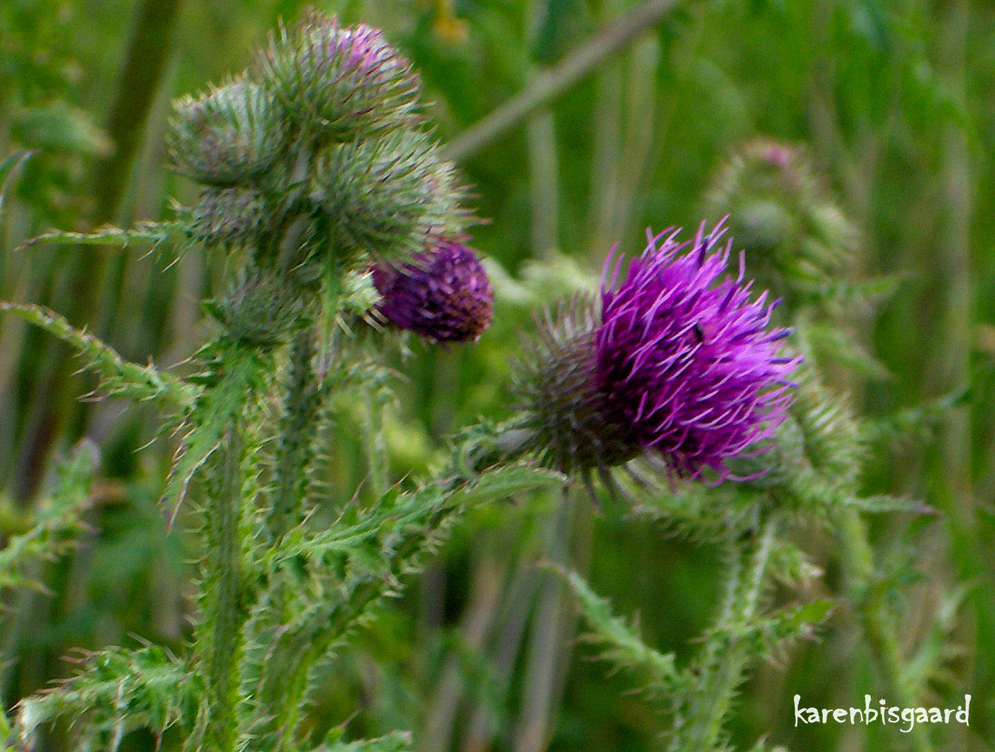 Karen`s Nature Photography: Blooming purple Thistle.