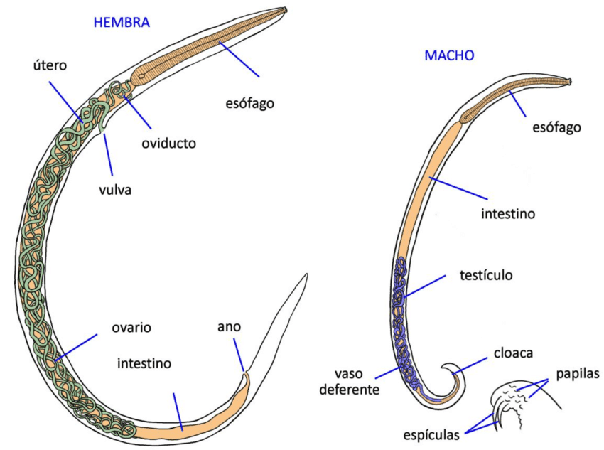 В каких органах личинки аскариды. Человеческая аскарида (Ascaris lumbricoides). Ascaris lumbricoides женского пола.