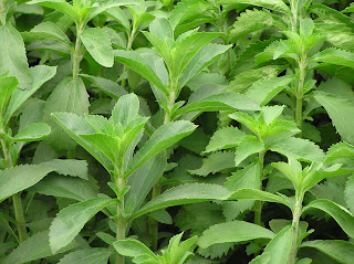 stevia: dolcificante naturale