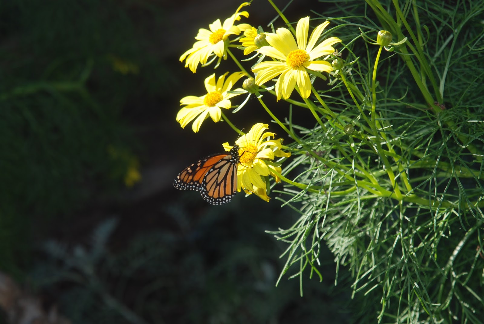 A California Native Plant Garden in San Diego County
