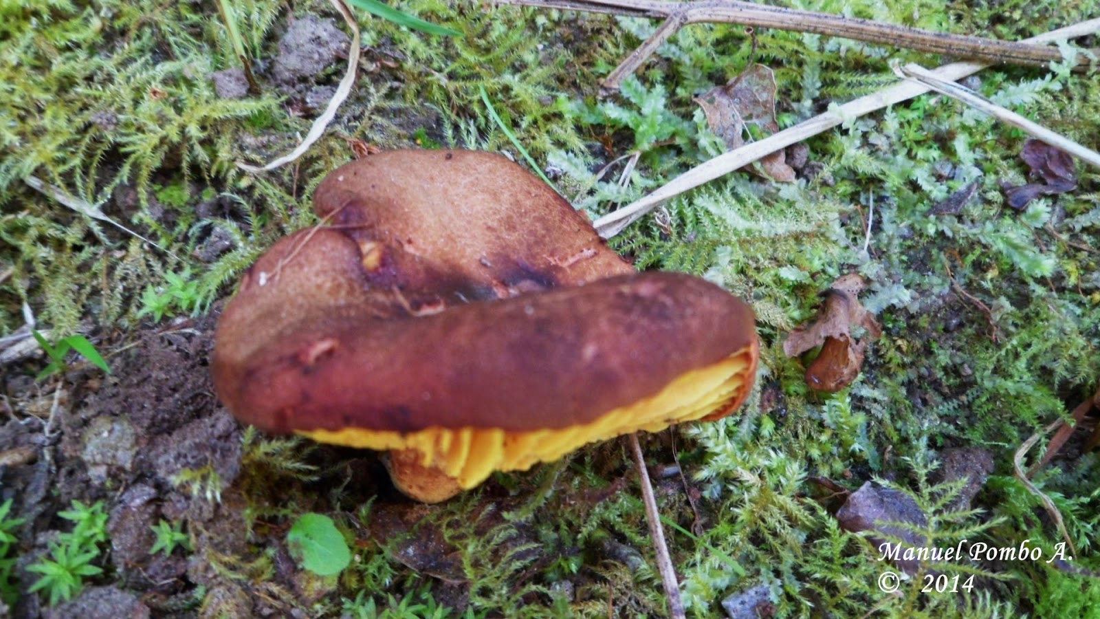 Un Mic logo Aficionado Phylloporus Pelletieri