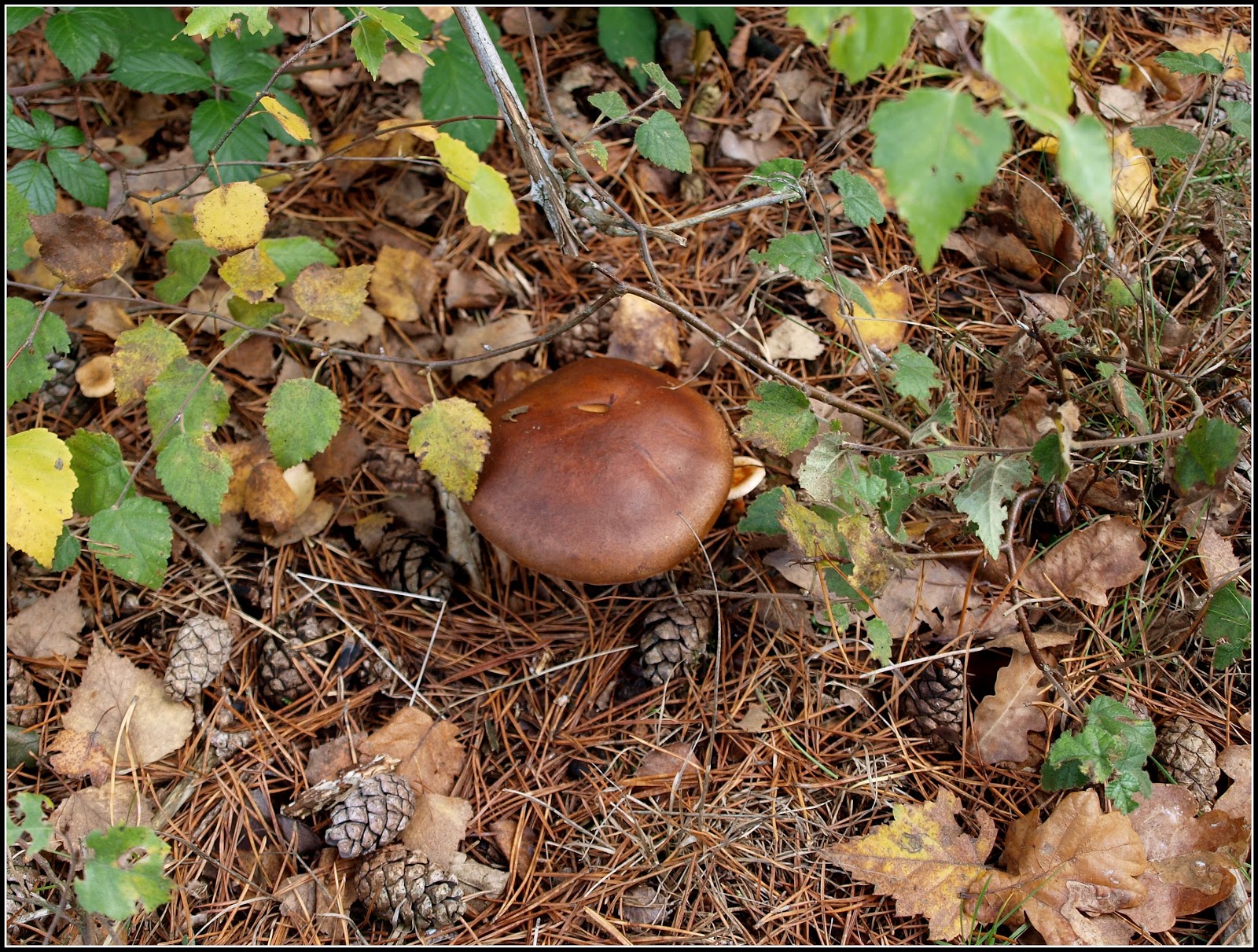 Mark's Veg Plot Top 10 easytoidentify edible mushrooms