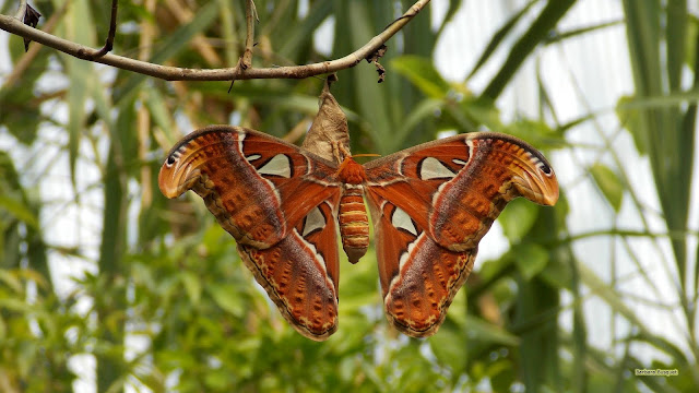 Atlasvlinder in dierentuin Wildlands in Emmen.