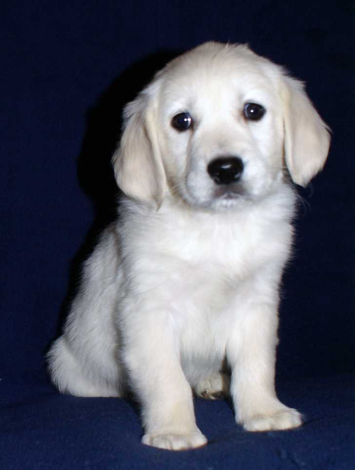 white golden retriever puppy