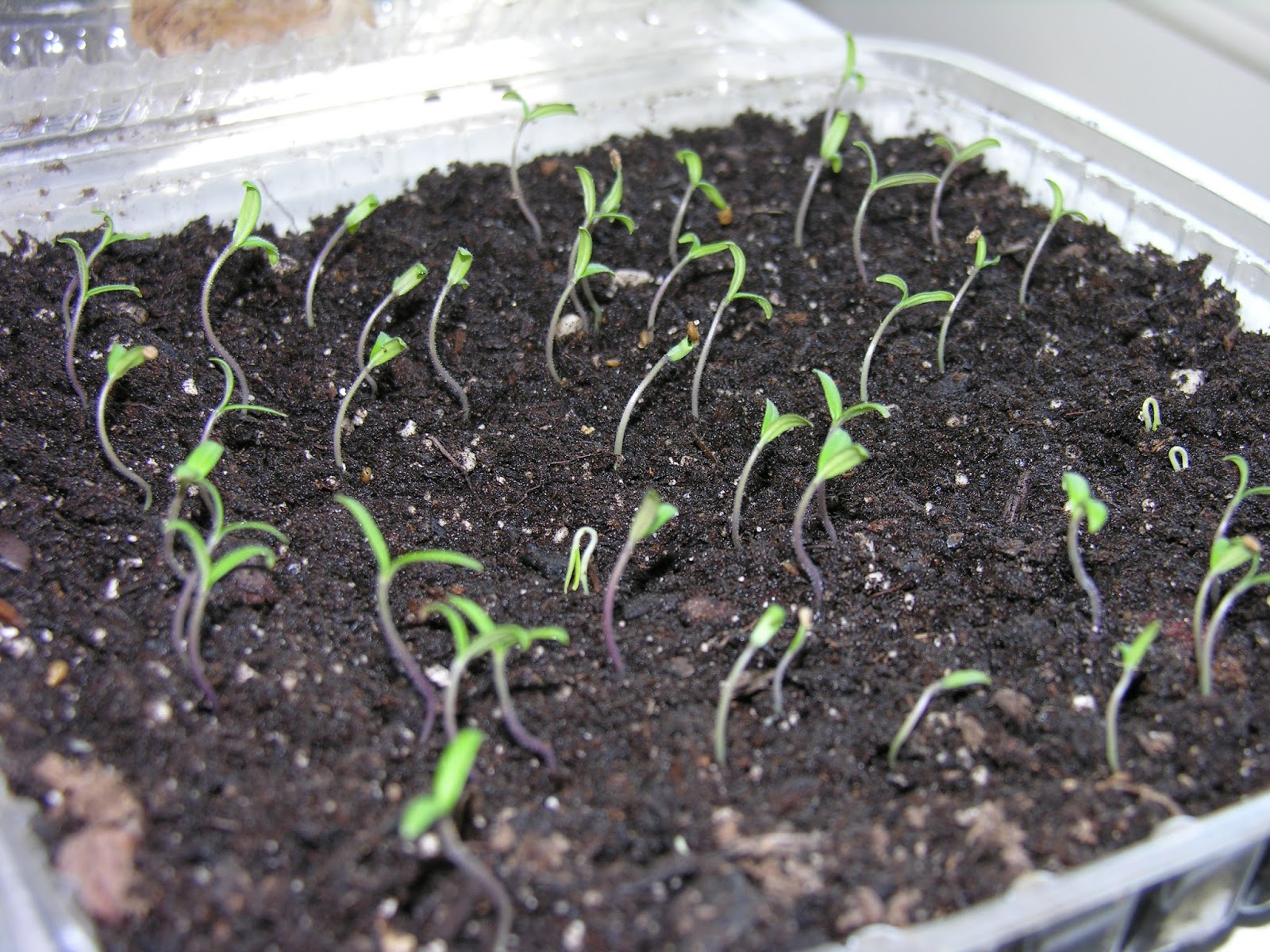Как быстро прорастить семена томатов на рассаду