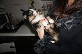 Fotografia de um cachorro Pastor Autraliano