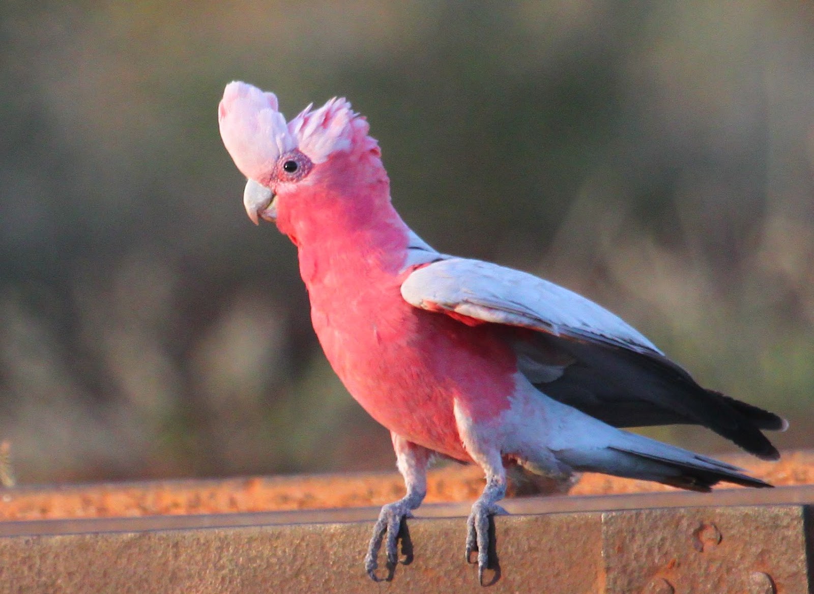 Richard Waring's Birds of Australia Brown Quail and Galahs in the late
