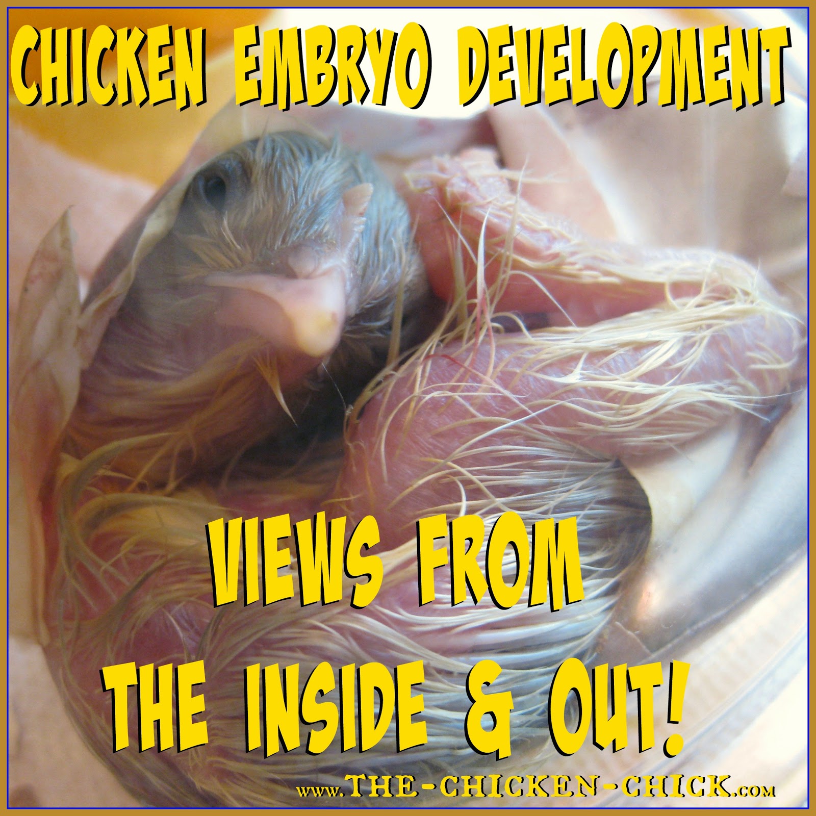 The Chicken Chick® Chicken Embryo Development, views from the Inside