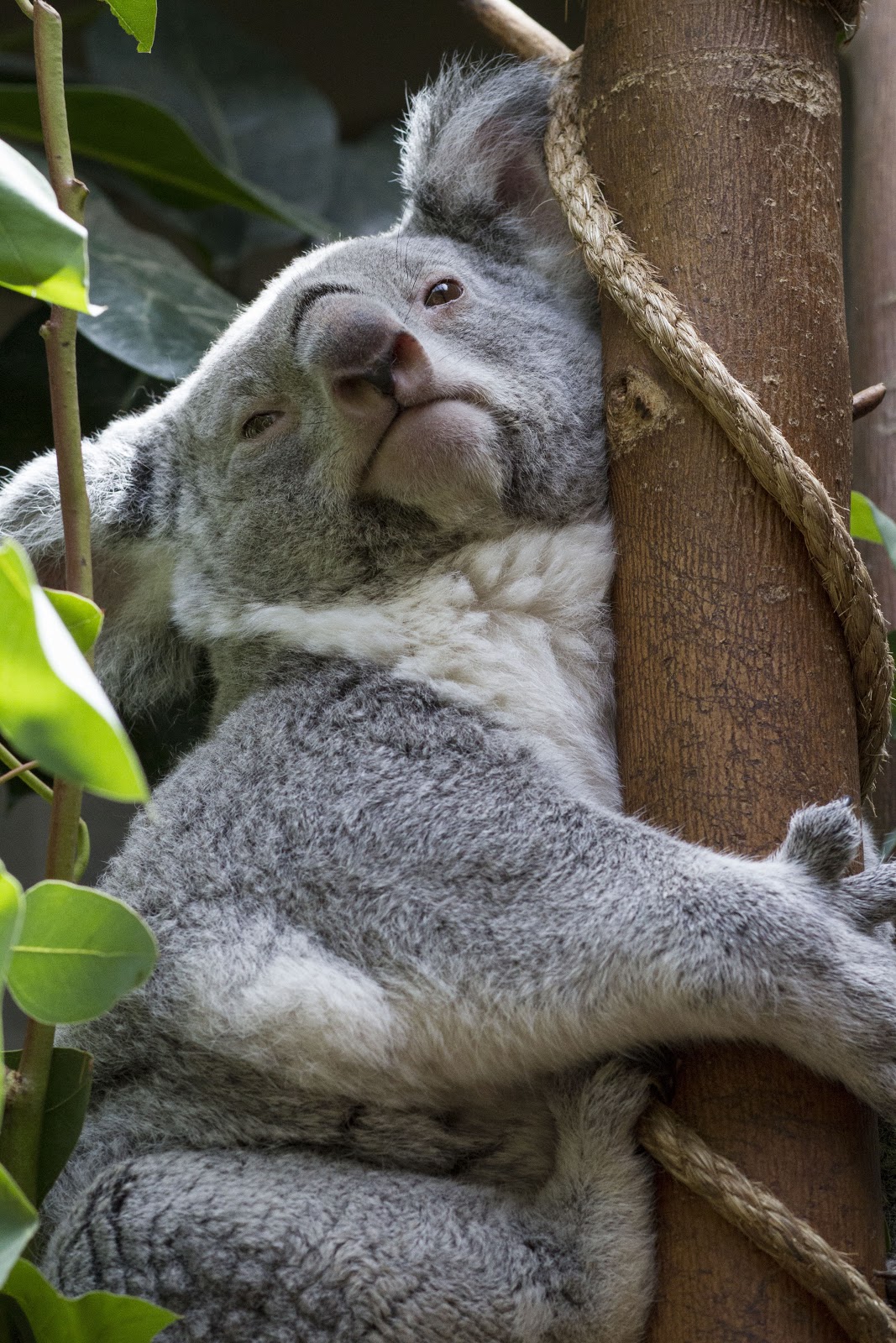 be still and then we pet a koala