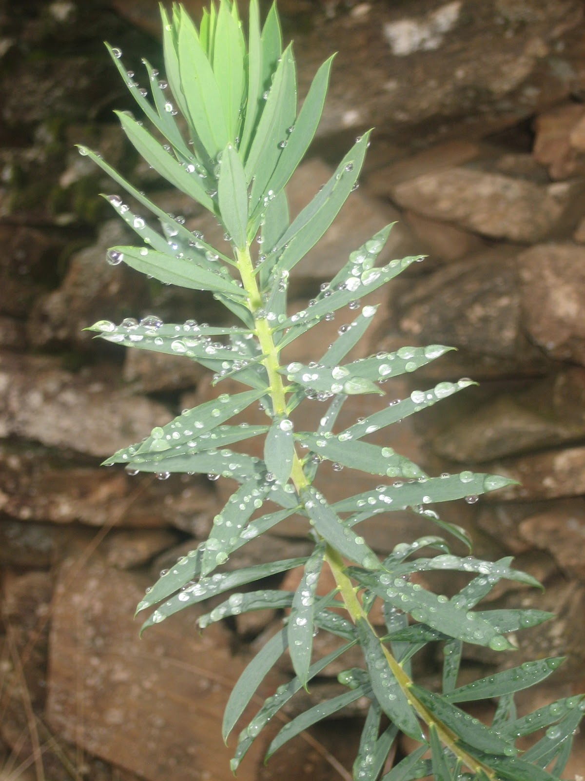 VentanaDieléctrica Savia bruta