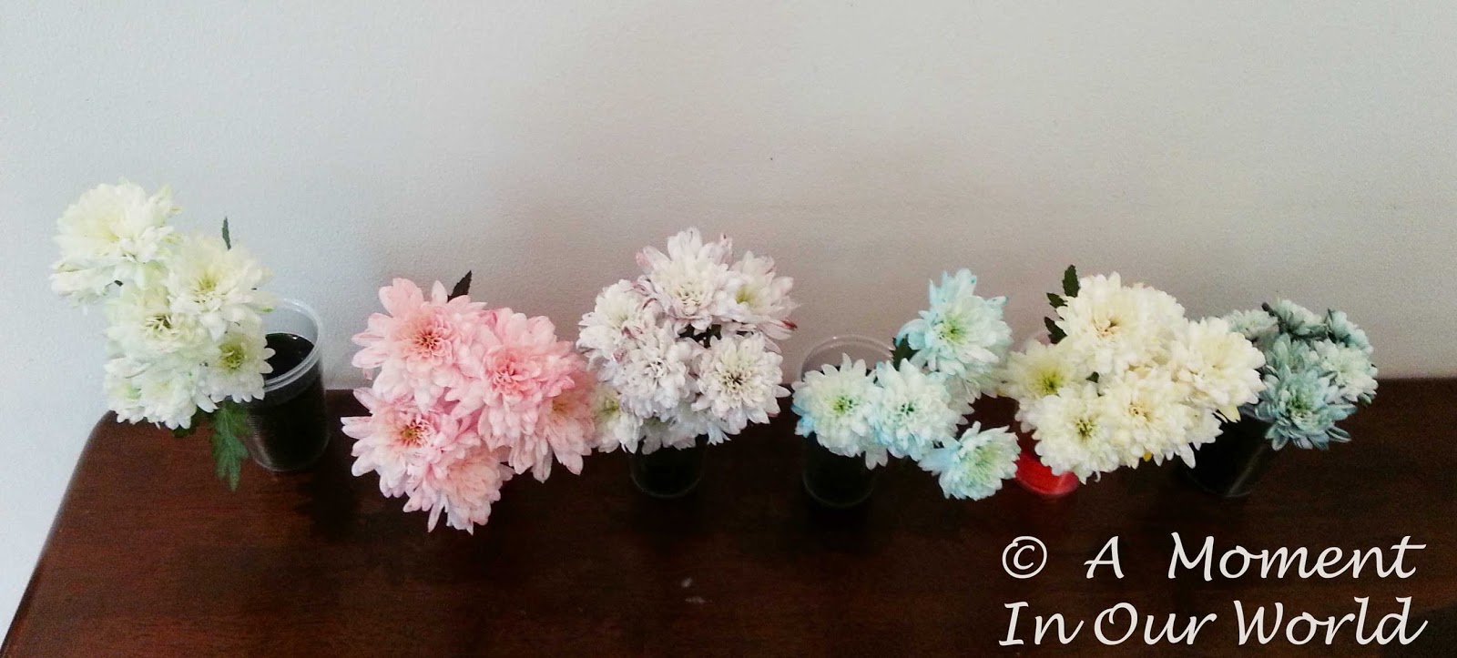 Colouring Flowers - Science Experiment - Simple Living. Creative Learning