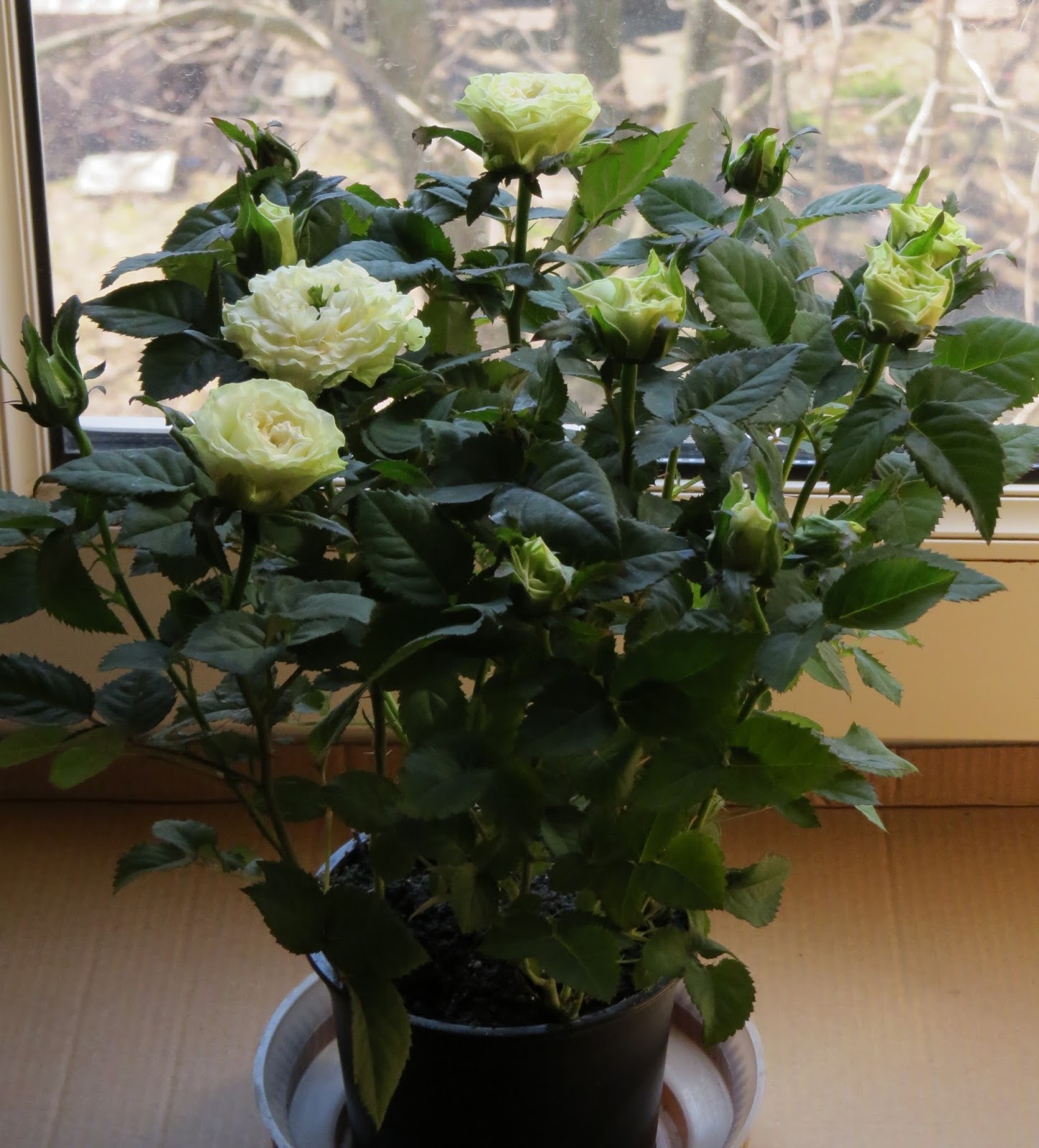 кордана в открытом грунте