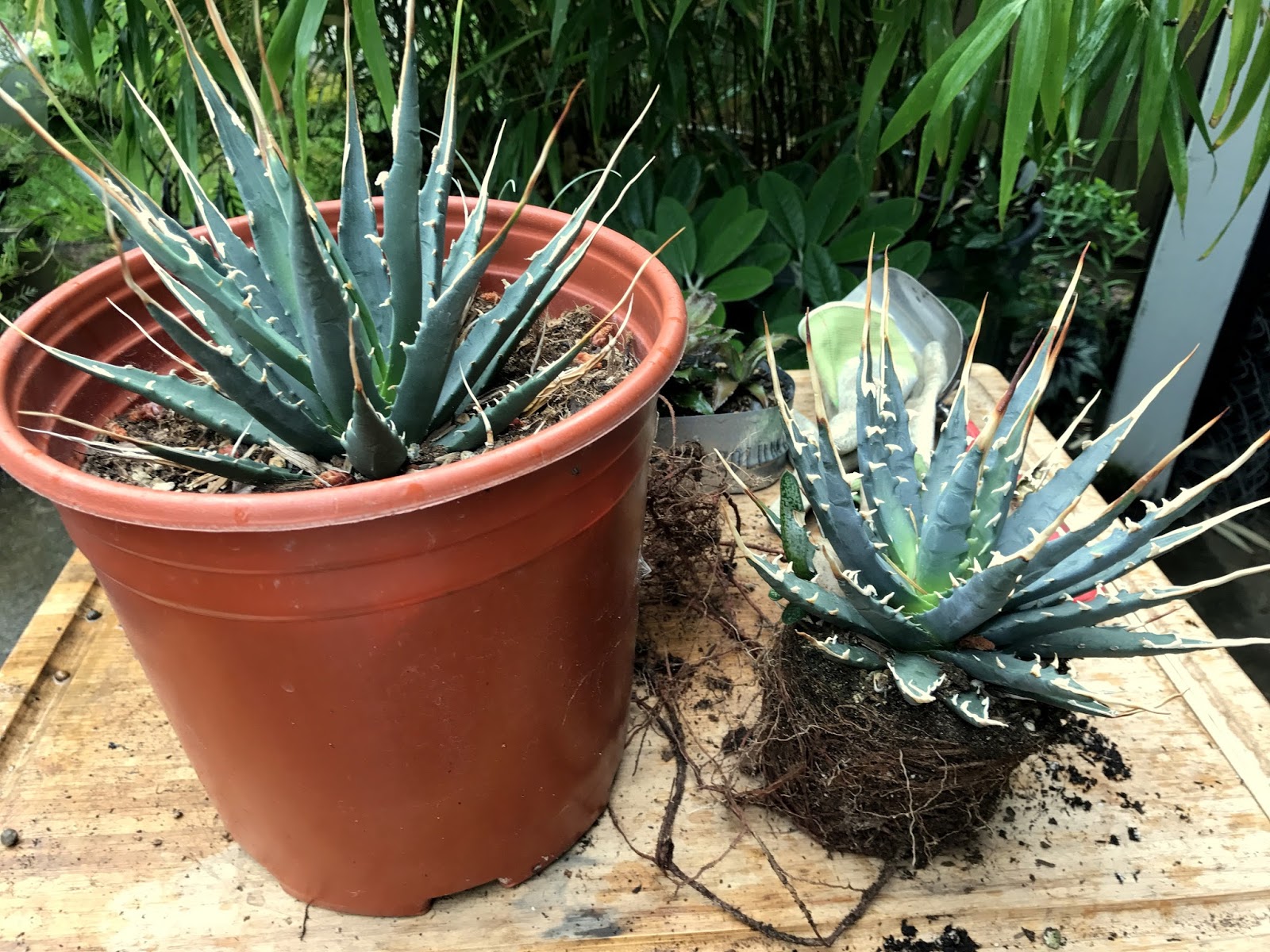 Agave utahensis v. eborispina