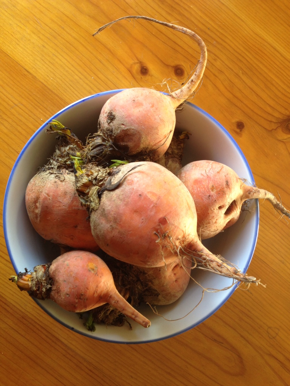 Jarhead Pickling Blog Pickled Golden Beetroot