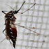 SAÚDE / Fiocruz identifica presença de vírus zika na saliva e urina