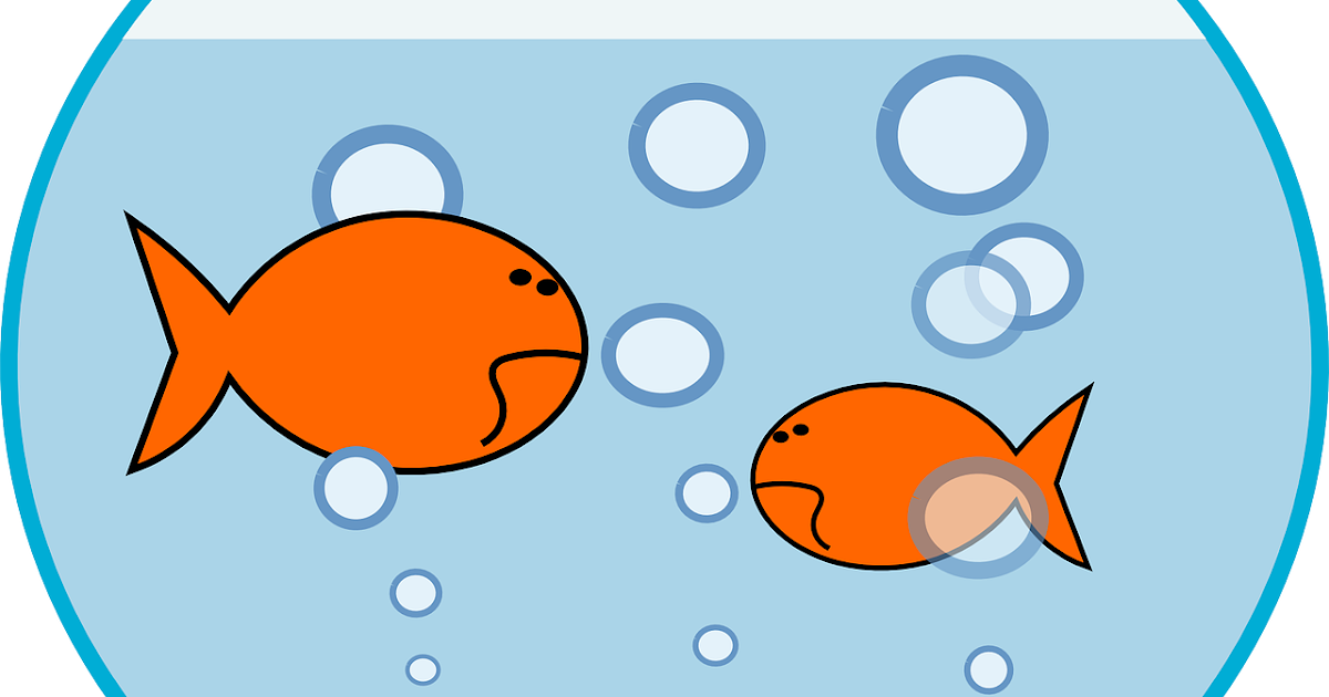 What Is The Meaning Of Big Fish Small Pond What Is The Meaning Of Big Fish Small Pond