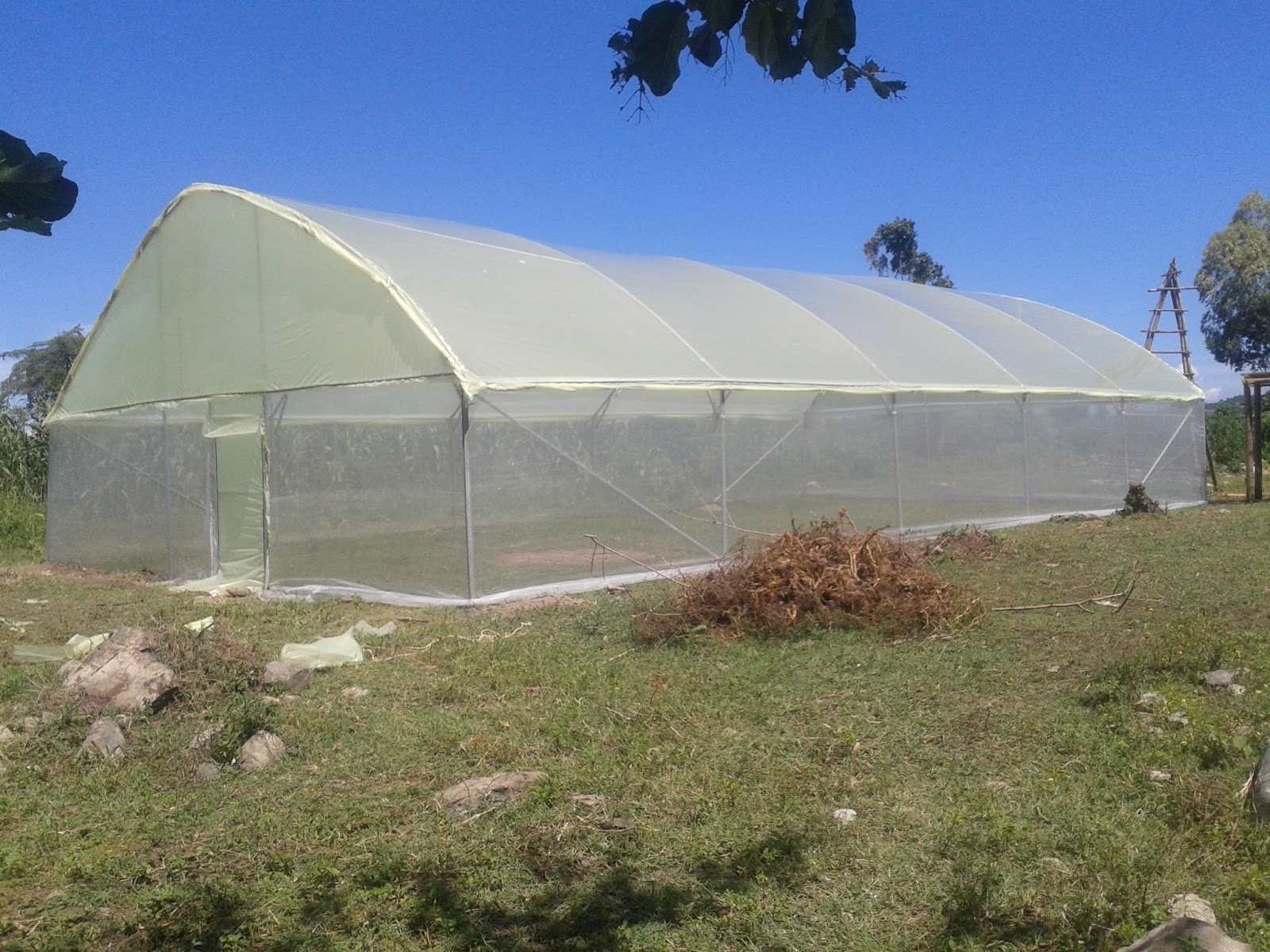 QUALITY AND AFFORDABLE GREENHOUSES FOR KENYA