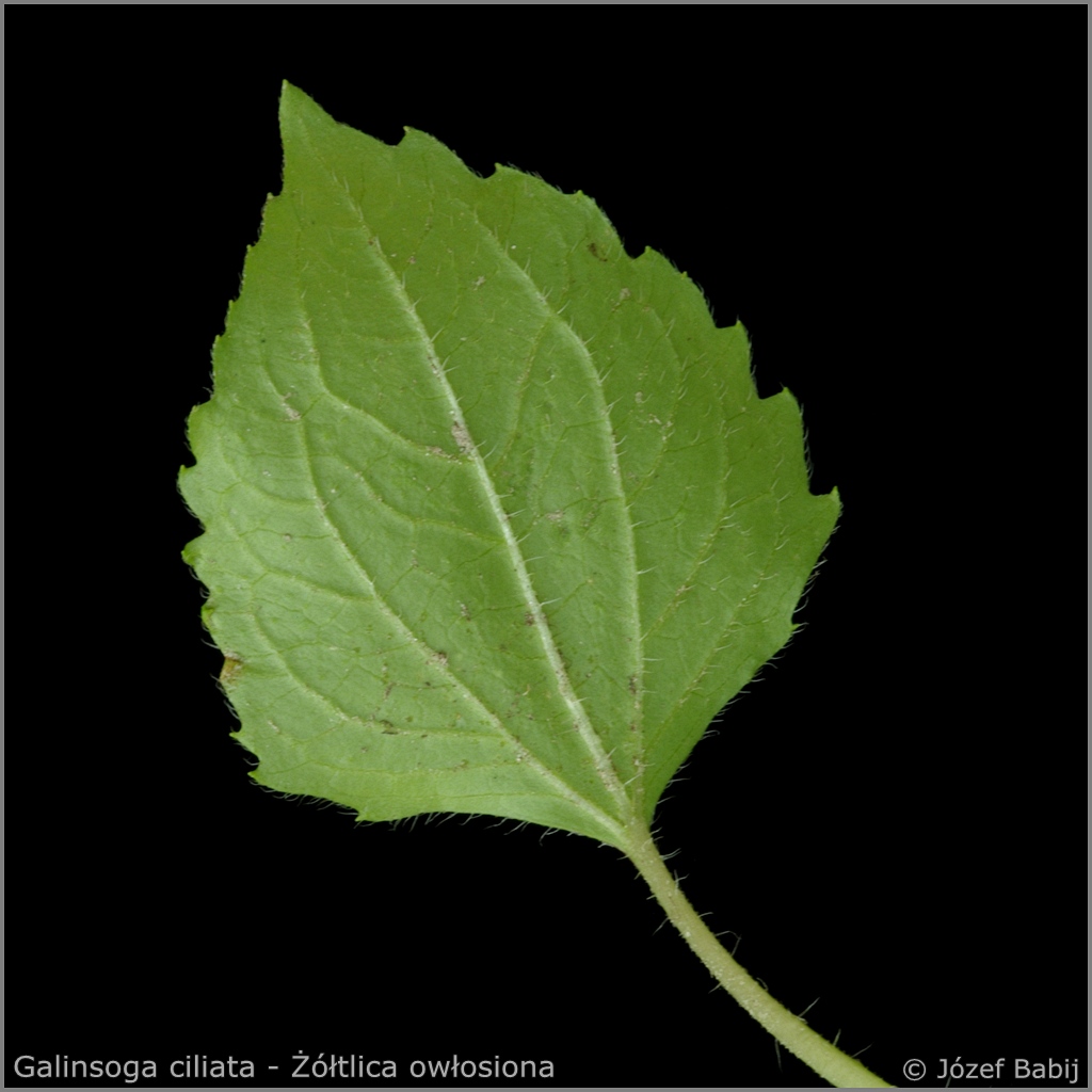 Galinsoga ciliata leaf from the bottom  - Żółtlica owłosiona liść od spodu