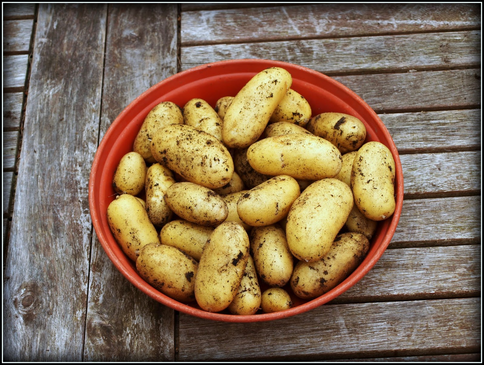 Mark's Veg Plot Growing potatoes in containers