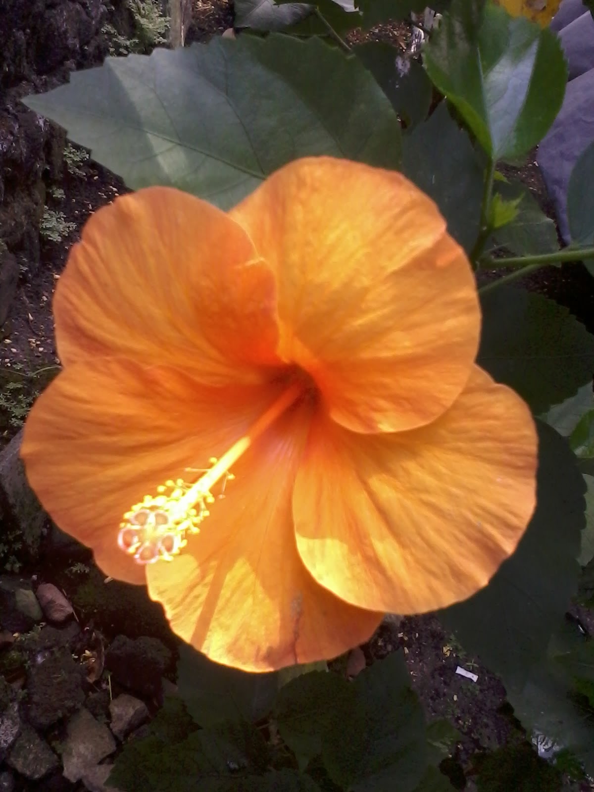 In My SiLenT LuCidiTy The Orange Gumamela