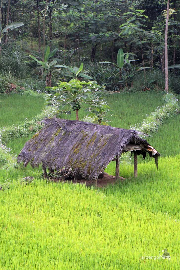 makam syekh maja suta petungkriyono pekalongan