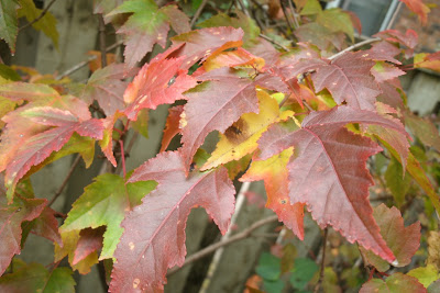 Acer ginnala Amur maple fall colour by garden muses--a Toronto gardening blog
