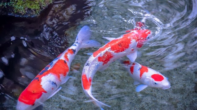 Ikan+koi fishshare.blogspot ikan+hias+(35)