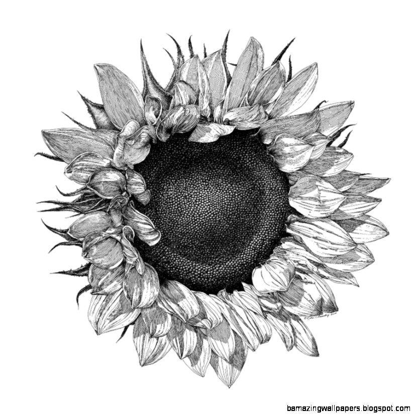 ink on Pinterest  Dance Of Death Sunflower Drawing and Dragon Age