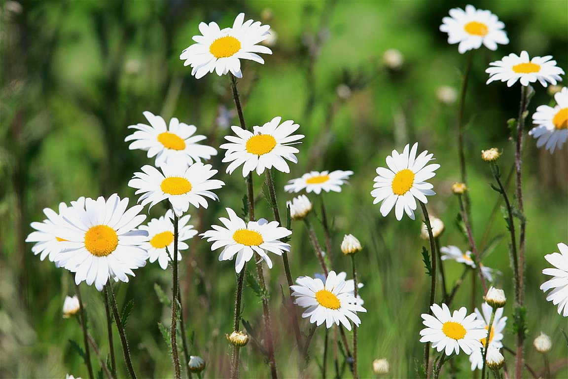 to the Green Heart Dens blog page....... Ox eye daisies