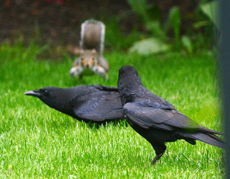 Oregon Backyard Birds, etc. American Crow