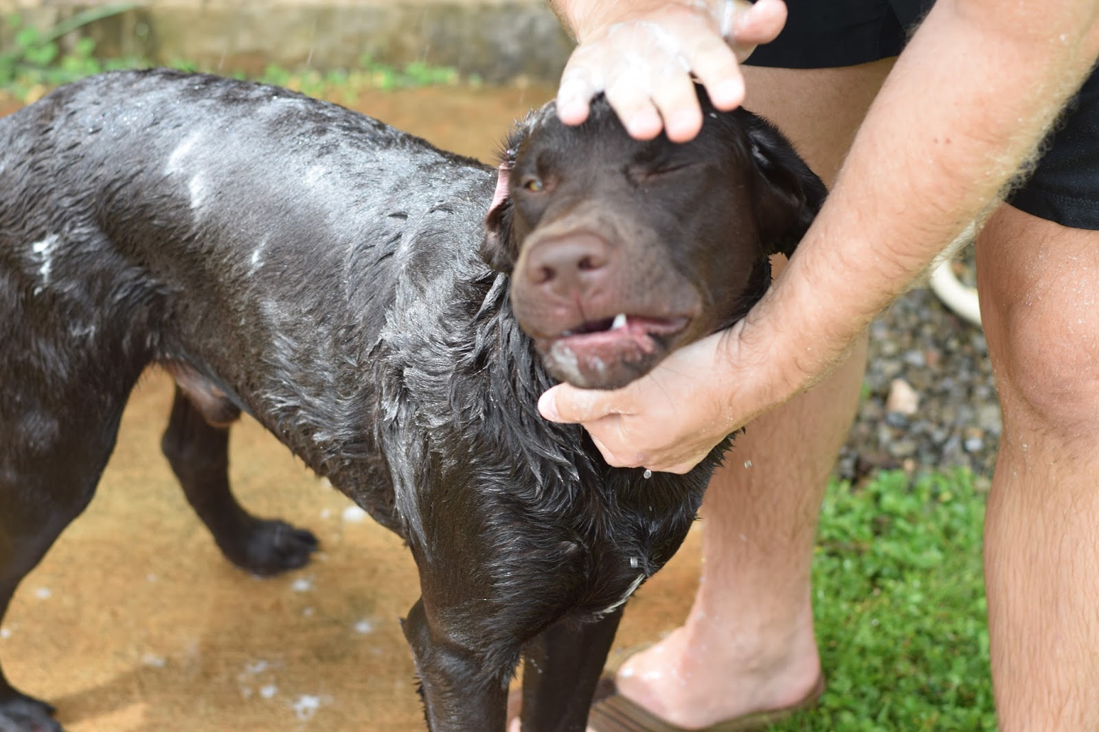 CommuniKait Bath Time For Dogs With Allergies